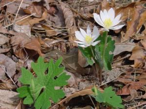 bloodroot in flower