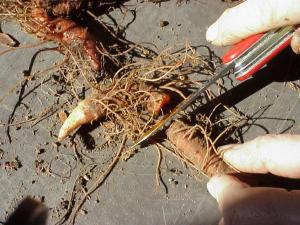 Bloodroot cutting
