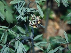 bluecohosh