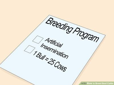 Breeding Program paper listing "Artificial Insemination" checkbox and "1 Bull = 25 Cows"