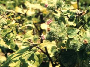 burdock