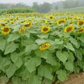 confectionary_field275
