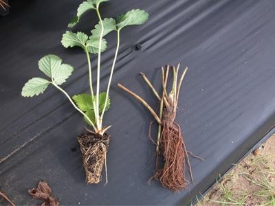Two strawberry transplants on black plastic; left with leaves and soil-covered roots, right bare-root