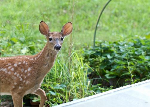 deer