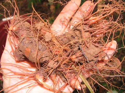 Hand holding muddy plant tubers with fibrous roots and soil clinging to them