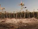 Dried corn stalks standing behind cracked, barren soil under clear sky