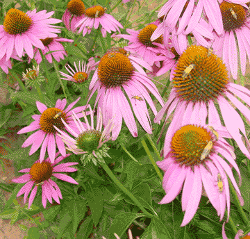 Echinacea purpurea "Purple coneflower" with beneficial insects
