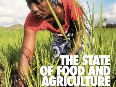 Woman leaning over rice plants in a field; text: "2016 The State of Food and Agriculture"