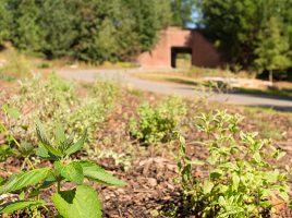 Weeds and small plants in foreground; dirt path leading to a low brick building entrance