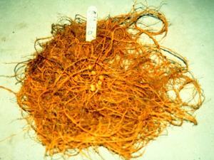 Ginseng root