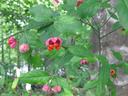 Hearts a burstin seed pod