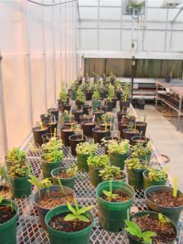 herbcuttings2