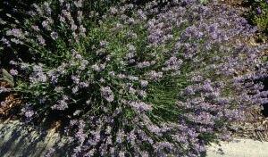 Lavender: History, Taxonomy, and Production - New Crops & Organics | NC  State Extension