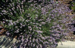 lavendar