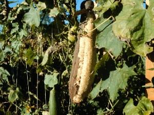 luffa-plant300