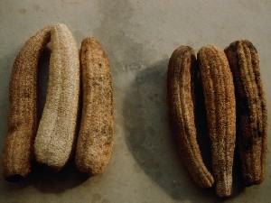 Luffa sponge