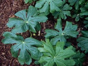 mayapple