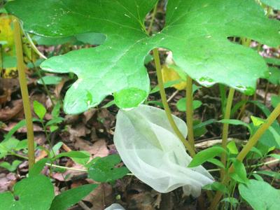 Large lobed green leaf above translucent white fungus on forest floor with small plants