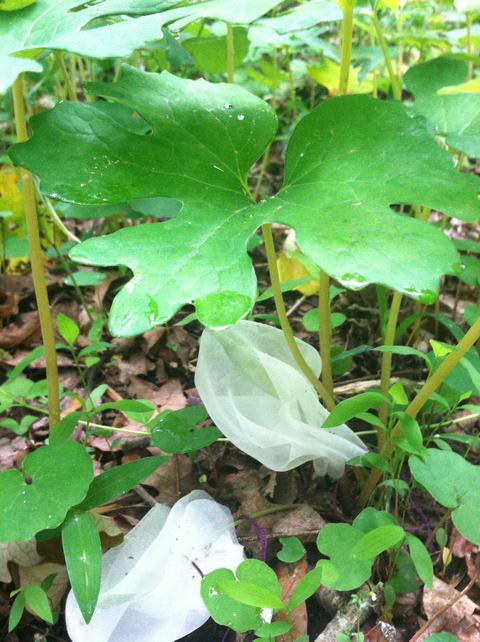 Large lobed green leaf above translucent white fungus on forest floor with small plants