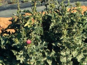 milkthistle