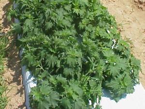 Motherwort
