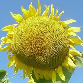 oilflower275w