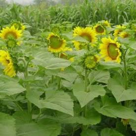 oilflowerfield275