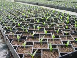 Pepper seedlings