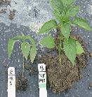 Pepper transplants