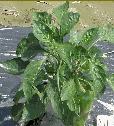 Peppers - Mid rate 2,150 lb/acre 150 lb N/acre