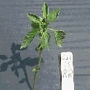 Peppers - High rate 4,333 lb/acre 300 lb N/acre
