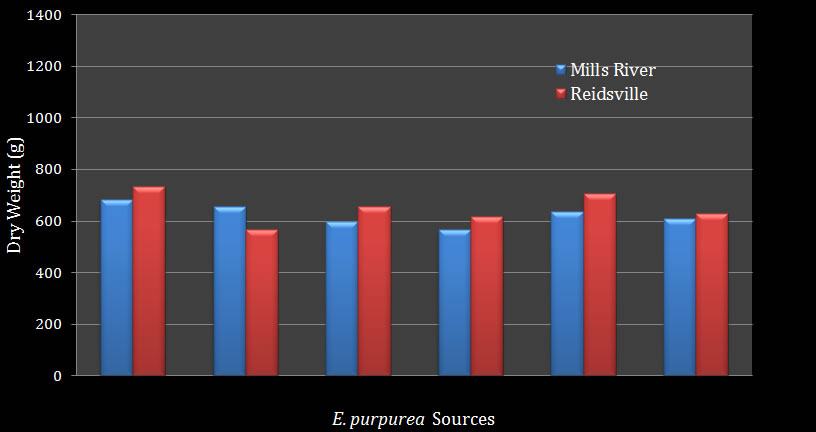 purpurea root weights among sources