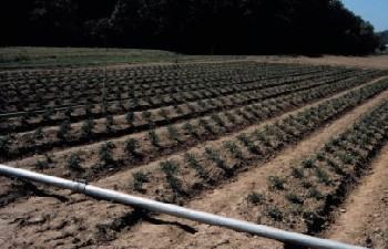 pyrethrum-fletcher350