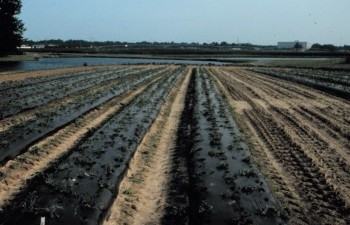 The Kinston planting was the only one on plastic with drip-irrigation.