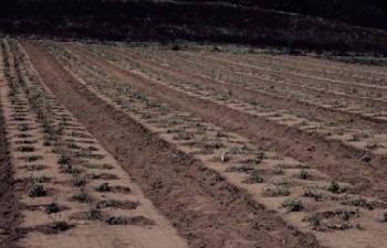 pyrethrum-laurel-springs350