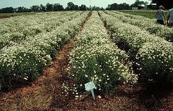 2001 Salisbury planting in full bloom. 