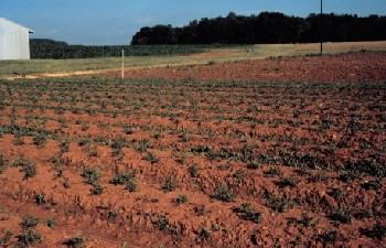 pyrethrum-piedmont350