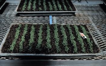 pyrethrum-seedling1-350