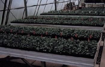 pyrethrum-seedling4-350