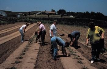 Transplants were set in three staggered rows per bed. This was done by hand at three stations and with a transplanter at Kinston.