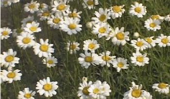 Study of the Feasibility of Pyrethrum as a New Crop for North Carolina -  New Crops & Organics | NC State Extension