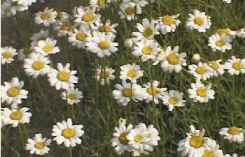 Pyrethrum blossoms