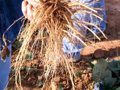 A knot of roots being held by a person.