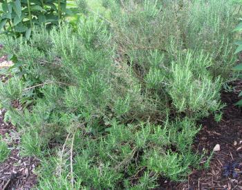 rosemary350