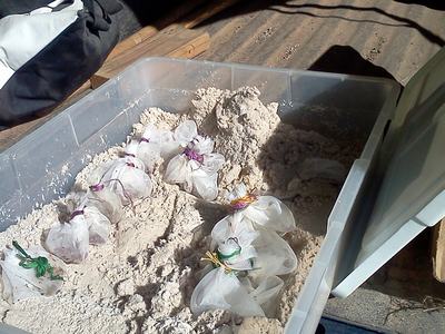 Plastic storage bin filled with sand containing multiple tied fabric seed bundles