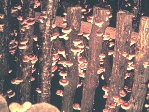 shiitake logs
