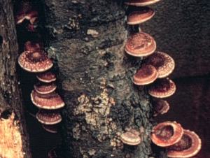 Shiitake shelf
