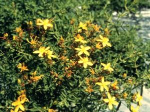 Wild St. Johnswort