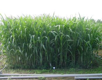sorghum350