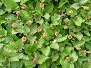 Spilanthes buds